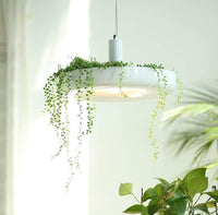 Modern Plant Pendant Lights